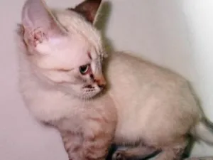 Gato raça SRD idade 2 a 6 meses nome Margarida