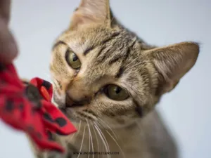 Gato raça  idade 2 a 6 meses nome Joaninha Filhote