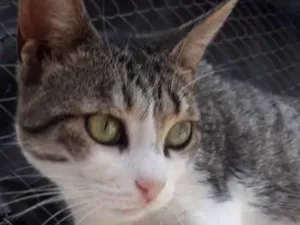 Gato raça  idade 1 ano nome Rutinha
