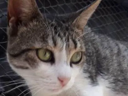 Gato ra a  idade 1 ano nome Rutinha