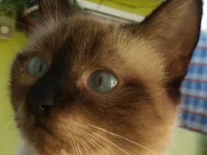 Gato raça SRD idade 7 a 11 meses nome Mãezinha