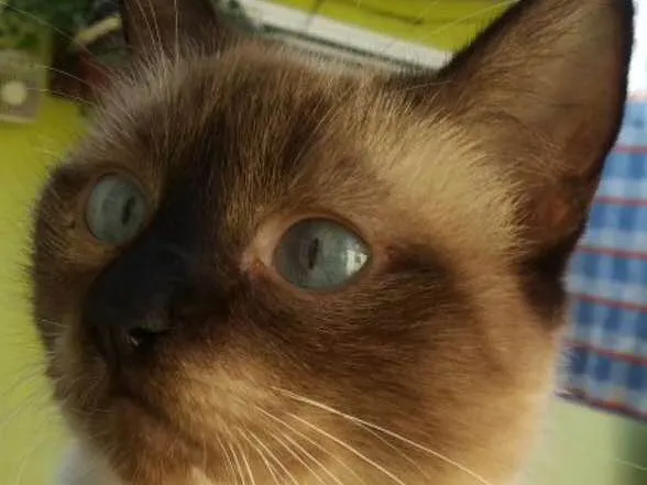 Gato ra a SRD idade 7 a 11 meses nome Mãezinha