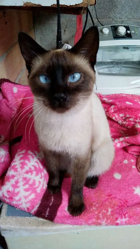 Gato ra a Siamês idade 7 a 11 meses nome Lola