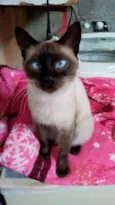 Lola
