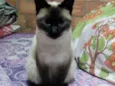 Lola