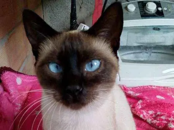 Gato ra a Siamês idade 7 a 11 meses nome Lola