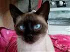 Gato raça Siamês idade 7 a 11 meses nome Lola