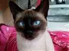 Gato raça Siamês idade 7 a 11 meses nome Lola