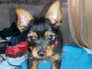 Cachorro raça Yorke Shaw  idade 7 a 11 meses nome Lorany