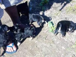 Cachorro raça Pincher idade 2 a 6 meses nome Ainda não tem nomes