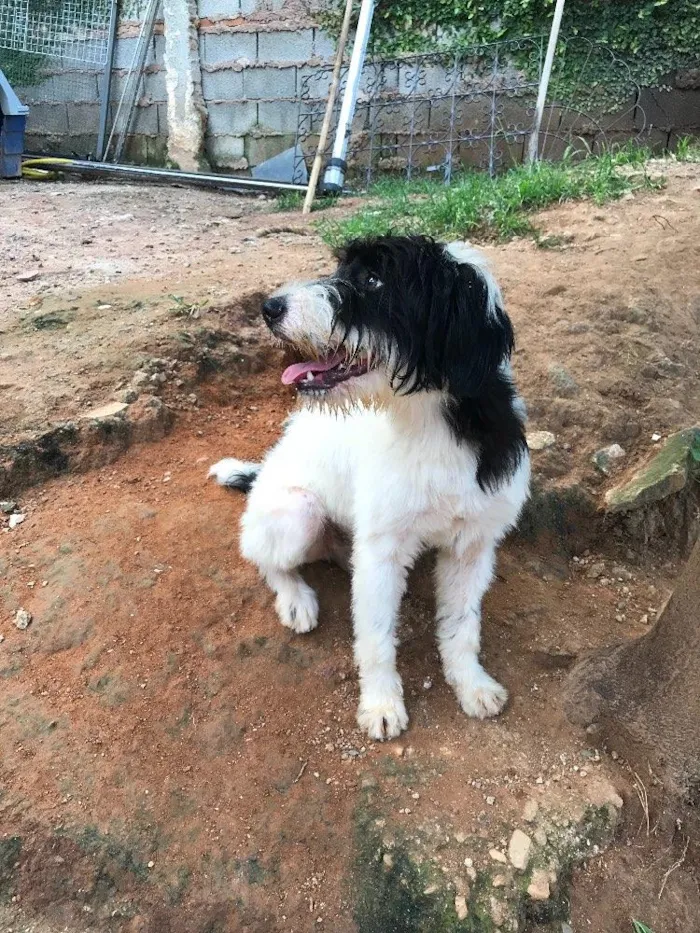 Cachorro ra a SRD idade  nome Whisky