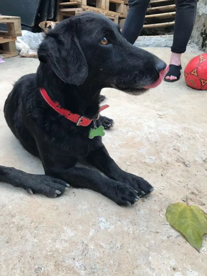 Cachorro ra a SRD idade  nome Black