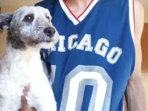 Cachorro raça Poodle idade 7 a 11 meses nome Paçoca