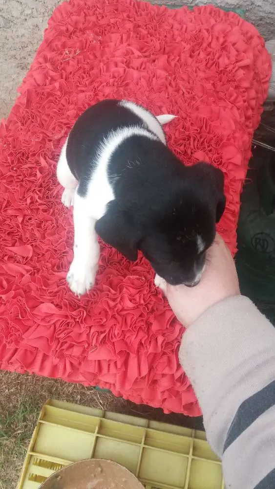 Cachorro ra a SRD idade Abaixo de 2 meses nome Sem nome