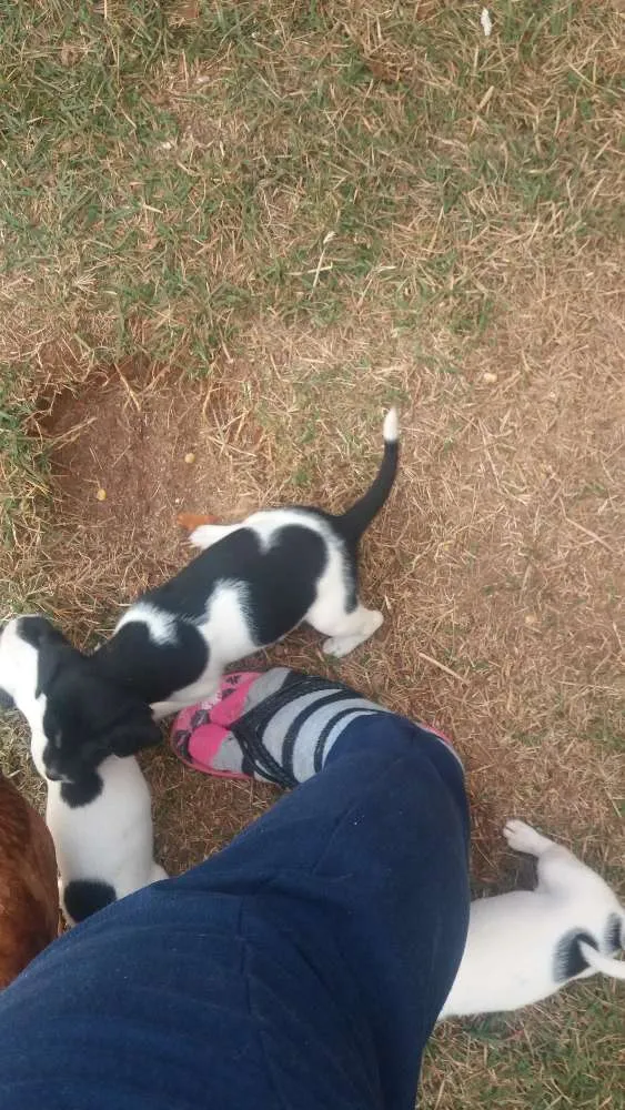 Cachorro ra a SRD idade Abaixo de 2 meses nome Sem nome