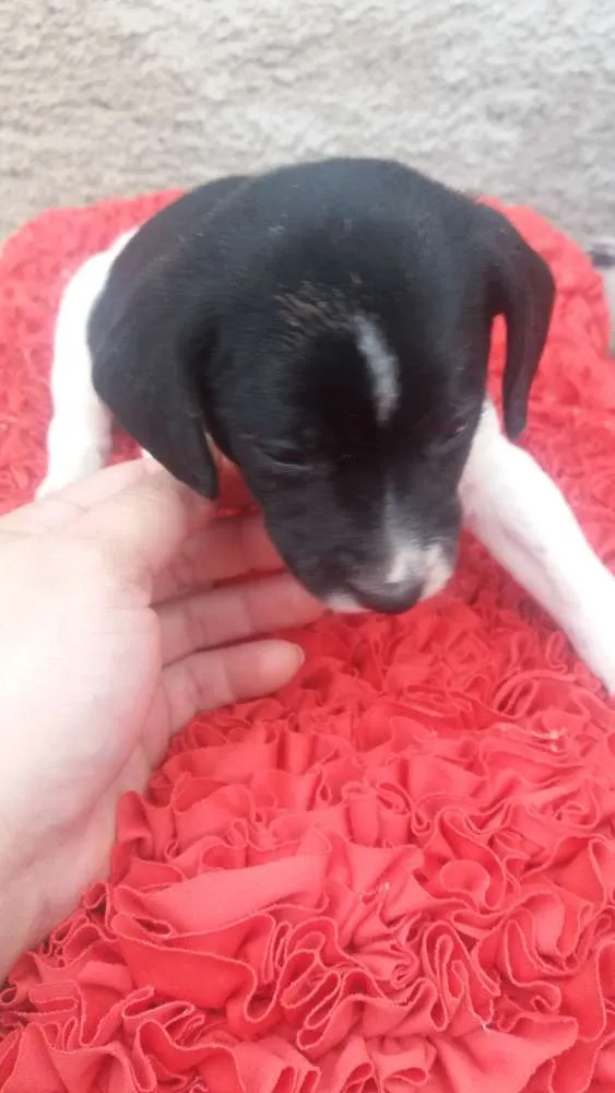 Cachorro ra a SRD idade Abaixo de 2 meses nome Sem nome