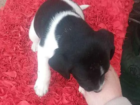 Cachorro ra a SRD idade Abaixo de 2 meses nome Sem nome