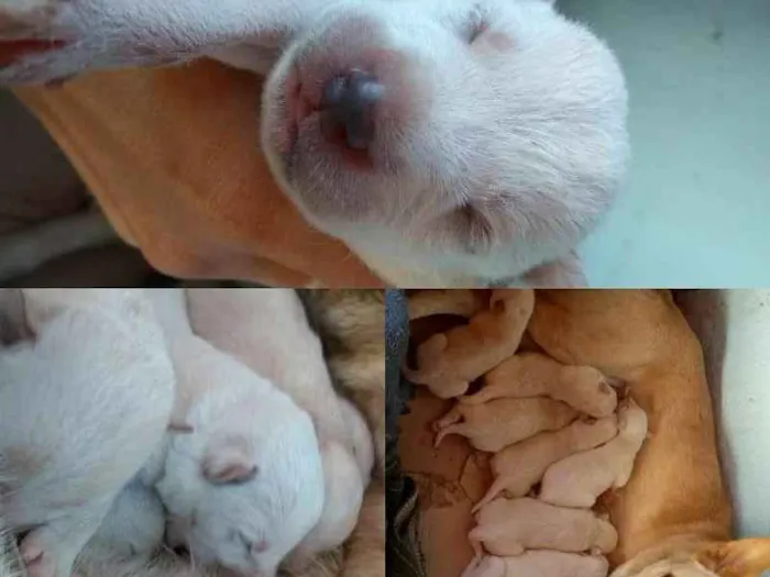Cachorro ra a SRD idade Abaixo de 2 meses nome Filhotes