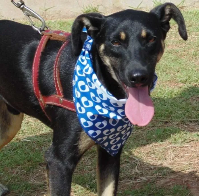 Cachorro ra a SRD idade 1 ano nome Nino