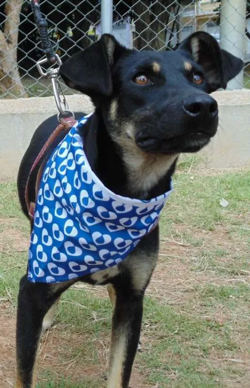 Cachorro ra a SRD idade 1 ano nome Nino