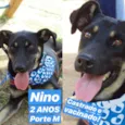 Nino