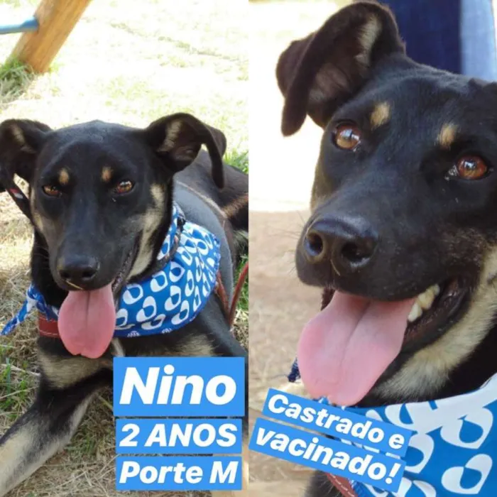 Cachorro ra a SRD idade 1 ano nome Nino