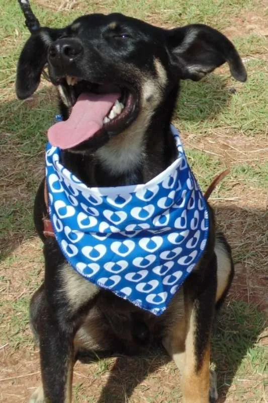 Cachorro ra a SRD idade 1 ano nome Nino