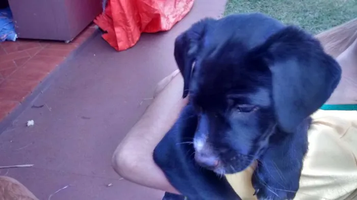 Cachorro ra a Vira lata idade Abaixo de 2 meses nome Sem nome