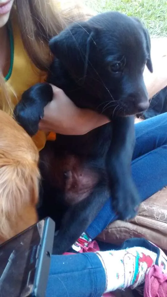 Cachorro ra a Vira lata idade Abaixo de 2 meses nome Sem nome