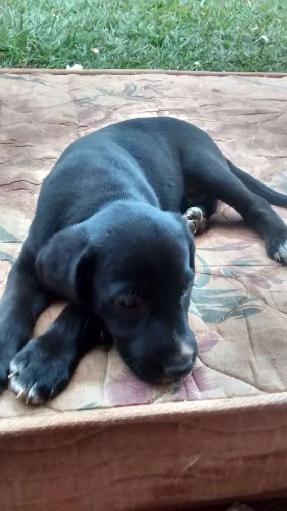 Cachorro ra a Vira lata idade Abaixo de 2 meses nome Sem nome
