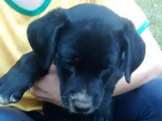 Cachorro ra a Vira lata idade Abaixo de 2 meses nome Sem nome