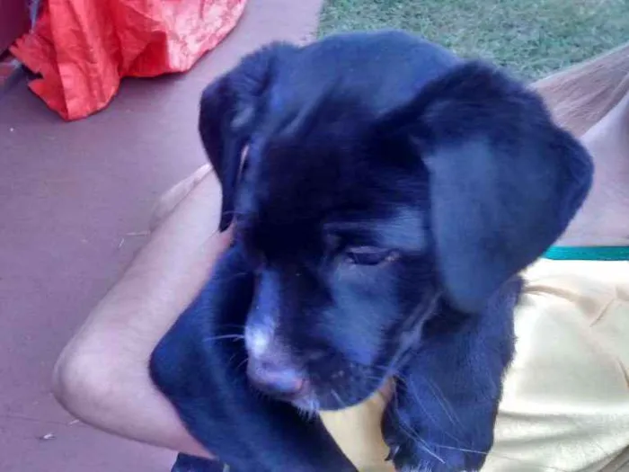 Cachorro ra a Vira lata idade Abaixo de 2 meses nome Sem nome