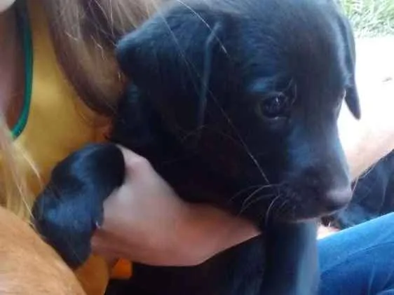 Cachorro ra a Vira lata idade Abaixo de 2 meses nome Sem nome