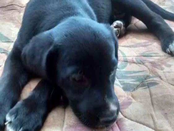 Cachorro ra a Vira lata idade Abaixo de 2 meses nome Sem nome