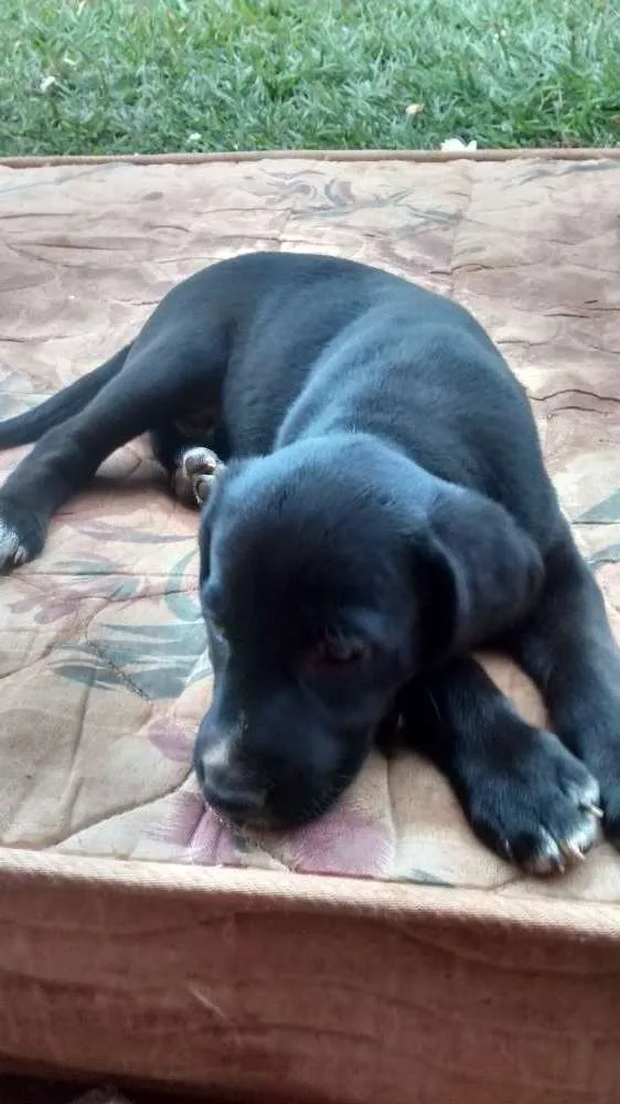 Cachorro ra a Vira lata idade Abaixo de 2 meses nome Sem nome
