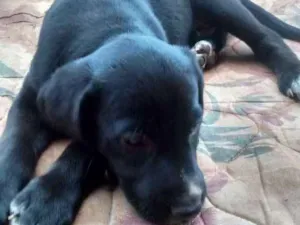 Cachorro raça Vira lata idade Abaixo de 2 meses nome Sem nome