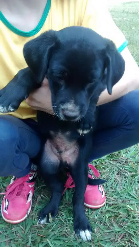 Cachorro ra a Vira lata idade Abaixo de 2 meses nome Sem nome
