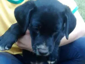 Cachorro raça Vira lata idade Abaixo de 2 meses nome Sem nome