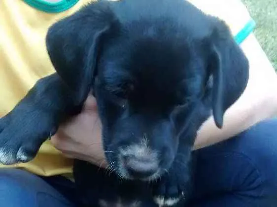 Cachorro ra a Vira lata idade Abaixo de 2 meses nome Sem nome