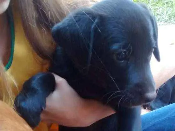Cachorro ra a Vira lata idade Abaixo de 2 meses nome Sem nome
