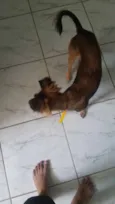 Laika