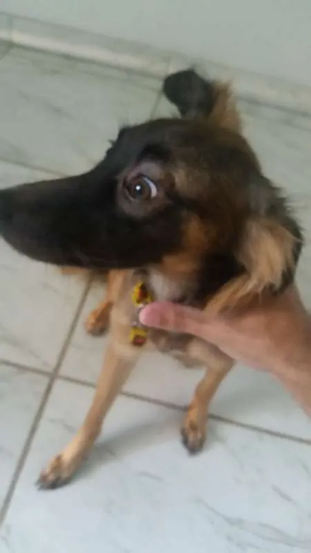 Cachorro raça Vira lata idade 7 a 11 meses nome Laika