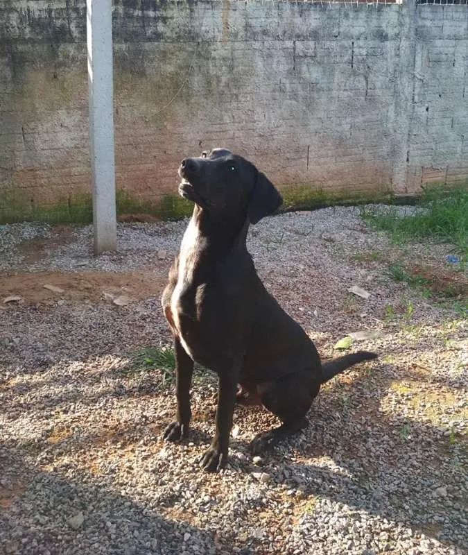 Cachorro ra a SRD idade 7 a 11 meses nome Jack