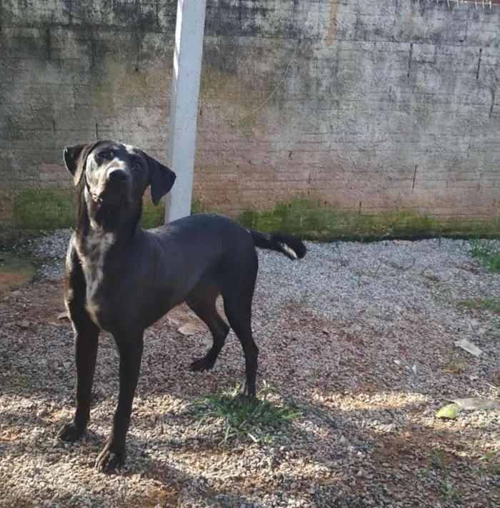 Cachorro ra a SRD idade 7 a 11 meses nome Jack