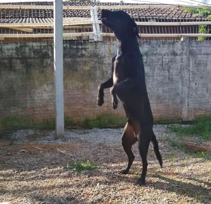 Cachorro ra a SRD idade 7 a 11 meses nome Jack