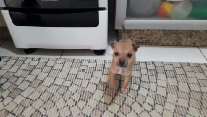 Cachorro raça vira lata idade 2 a 6 meses nome não tem 