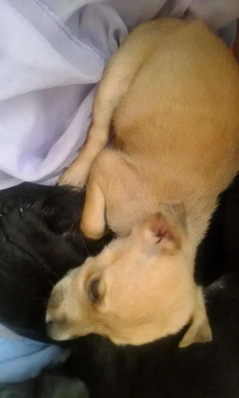 Cachorro raça vira lata idade 2 a 6 meses nome não tem 