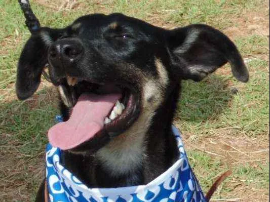 Cachorro ra a SRD idade 1 ano nome Nino