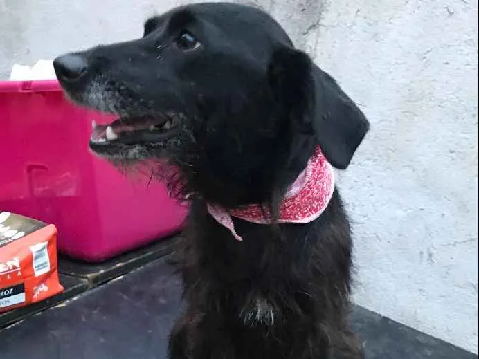 Cachorro ra a SRD idade  nome Tequila