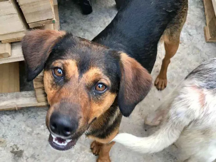 Cachorro ra a SRD idade  nome Paulinho